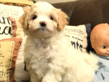 Mükemmel Kalitede Maltipoo Yavrularımız