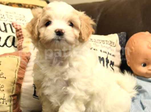 Mükemmel Kalitede Maltipoo Yavrularımız