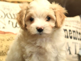 Mükemmel Kalitede Maltipoo Yavrularımız