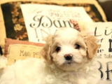 Mükemmel Kalitede Maltipoo Yavrularımız