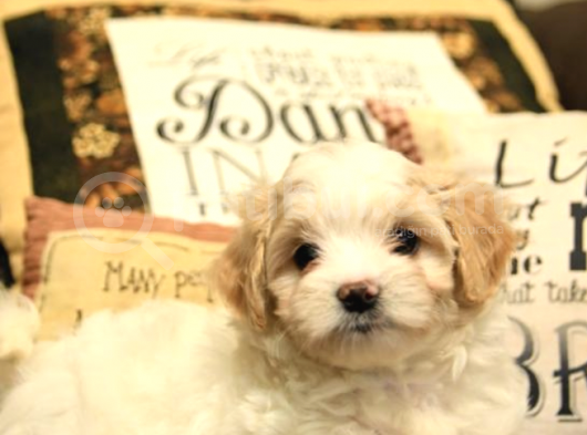 Mükemmel Kalitede Maltipoo Yavrularımız görsel