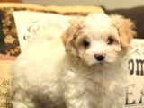 Mükemmel Kalitede Maltipoo Yavrularımız
