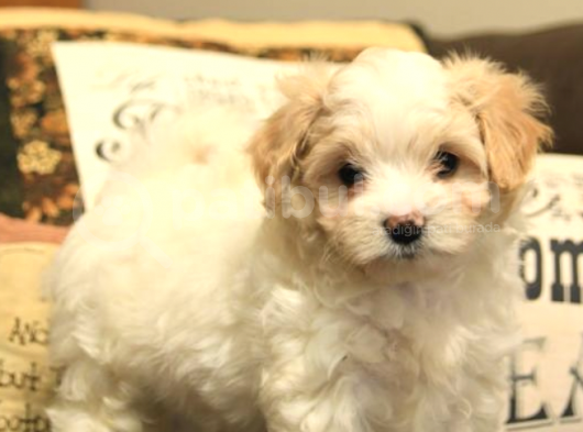 Mükemmel Kalitede Maltipoo Yavrularımız görsel