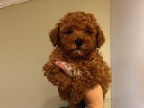 Muhteşem Poodle Bebeklerimiz