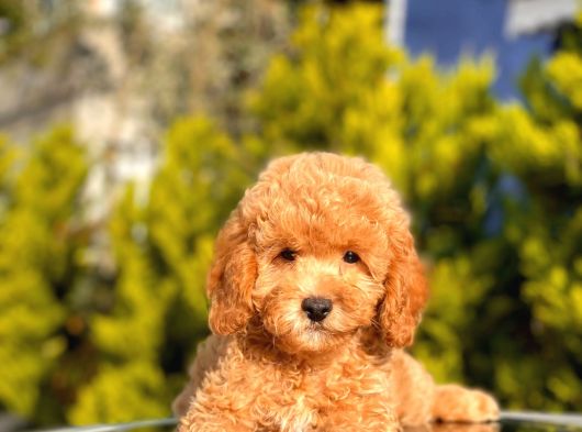 Orji̇nal Toy Poodle Yavrular görsel
