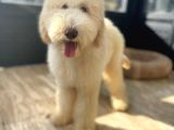 Hypoallerjenik Labradoodle Yavrular Dna Testleri Yapılmış