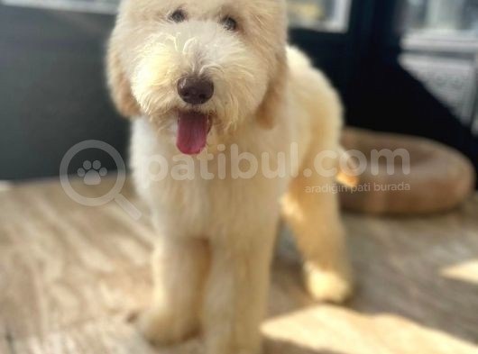 Hypoallerjenik Labradoodle Yavrular Dna Testleri Yapılmış görsel