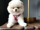 Ayı Surat Irk Garantili Pomeranian Boo Teddy Bear