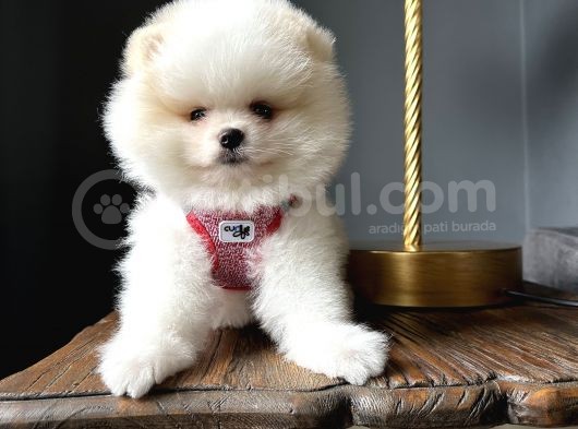 Ayı Surat Irk Garantili Pomeranian Boo Teddy Bear görsel