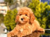 Orji̇nal Toy Poodle Yavrular