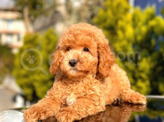 Orji̇nal Toy Poodle Yavrular görsel