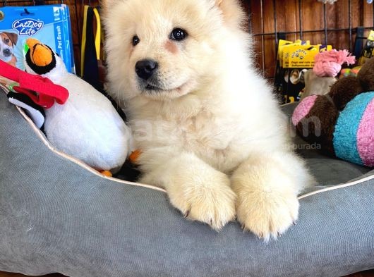 Çi̇n Aslani Chow Chow Irk Garanti̇li̇
