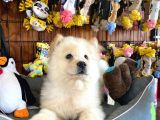 Çi̇n Aslani Chow Chow Irk Garanti̇li̇