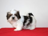 Kif Kayıtlı Muhteşem Kan Hatlı Shihtzu Yavrularimiz Hazir