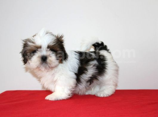 Kif Kayıtlı Muhteşem Kan Hatlı Shihtzu Yavrularimiz Hazir görsel