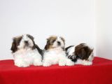 Kif Kayıtlı Muhteşem Kan Hatlı Shihtzu Yavrularimiz Hazir