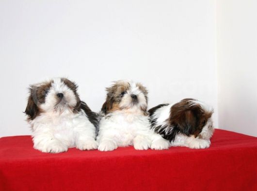 Kif Kayıtlı Muhteşem Kan Hatlı Shihtzu Yavrularimiz Hazir