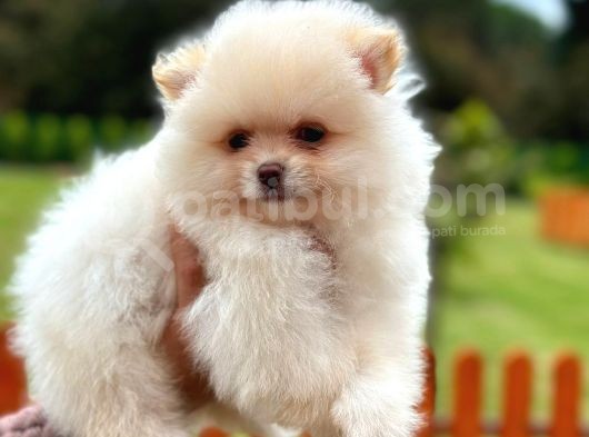 Pomerani̇an Boo Teddy-Bear