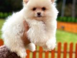 Pomerani̇an Boo Teddy-Bear