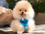 Pomeranian Boo Dişi Ve Erkek