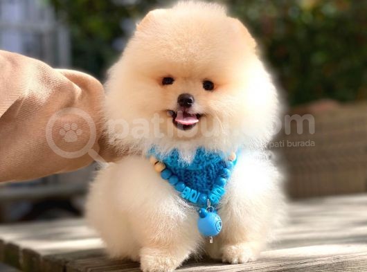 Pomeranian Boo Dişi Ve Erkek görsel