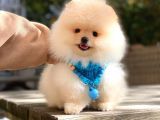 Pomeranian Boo Dişi Ve Erkek