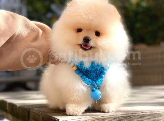 Pomeranian Boo Dişi Ve Erkek görsel