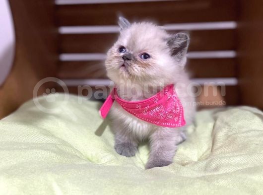Shorthair Yavrular Teslime Hazırdır görsel