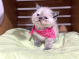 Shorthair Yavrular Teslime Hazırdır