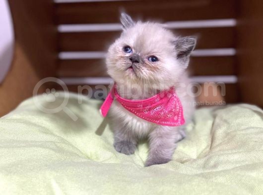 Shorthair Yavrular Teslime Hazırdır görsel