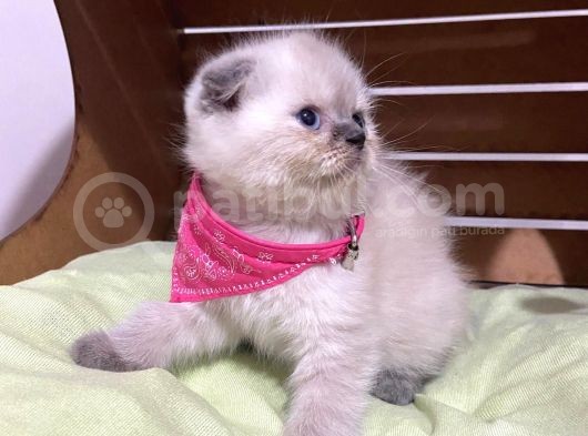 Shorthair Yavrular Teslime Hazırdır görsel