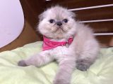Shorthair Yavrular Teslime Hazırdır