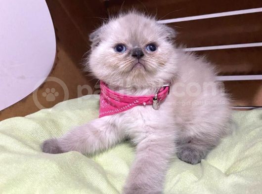 Shorthair Yavrular Teslime Hazırdır görsel