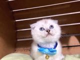Shorthair Yavrular Teslime Hazırdır