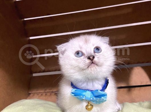 Shorthair Yavrular Teslime Hazırdır görsel