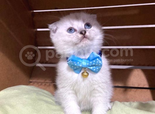 Shorthair Yavrular Teslime Hazırdır görsel