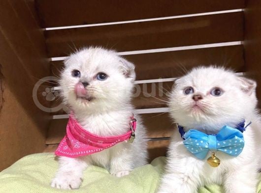 Shorthair Yavrular Teslime Hazırdır görsel