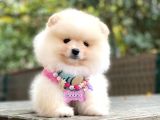 Pomeranian Boo Dişi Ve Erkek