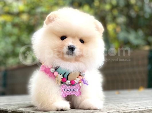 Pomeranian Boo Dişi Ve Erkek