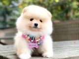 Pomeranian Boo Dişi Ve Erkek