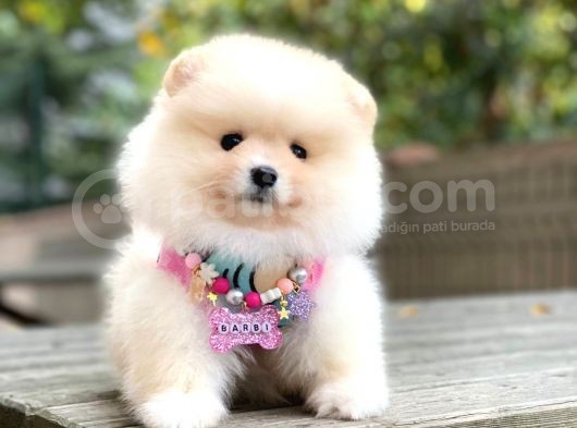 Pomeranian Boo Dişi Ve Erkek görsel