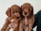A Scr Toy Poodle Bebekleri̇mi̇z