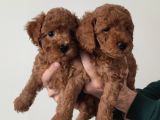 A Scr Toy Poodle Bebekleri̇mi̇z
