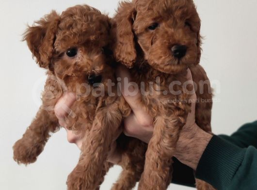 A Scr Toy Poodle Bebekleri̇mi̇z görsel