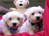 Maltese Terri̇er Sifir Numara Irk Garanti̇li̇