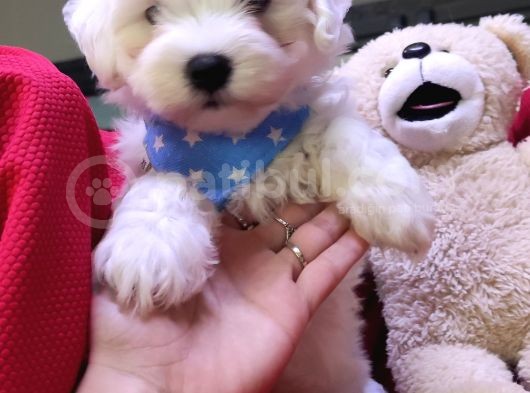 Maltese Terri̇er Sifir Numara Irk Garanti̇li̇
