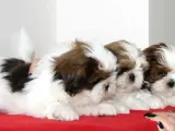 Kif Kayıtlı Muhteşem Kan Hatlı Shihtzu Yavrularimiz Hazir