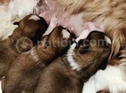 Kif Kayıtlı Muhatesem Shihtzu Yavrulari görsel