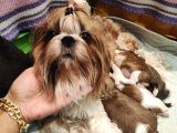 Kif Kayıtlı Muhatesem Shihtzu Yavrulari