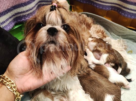Kif Kayıtlı Muhatesem Shihtzu Yavrulari